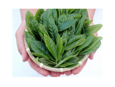 Yamecha genmaicha premium (100g) tea & tea accessories